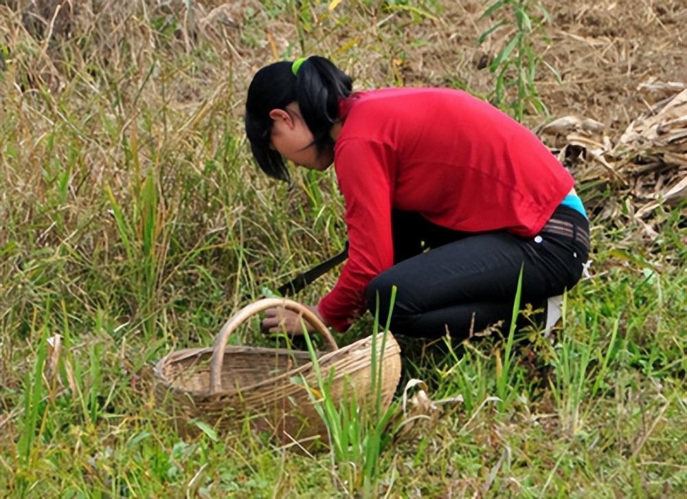 2013年，7名离异女性自愿给秃头大爷几十万，警察都笑了！