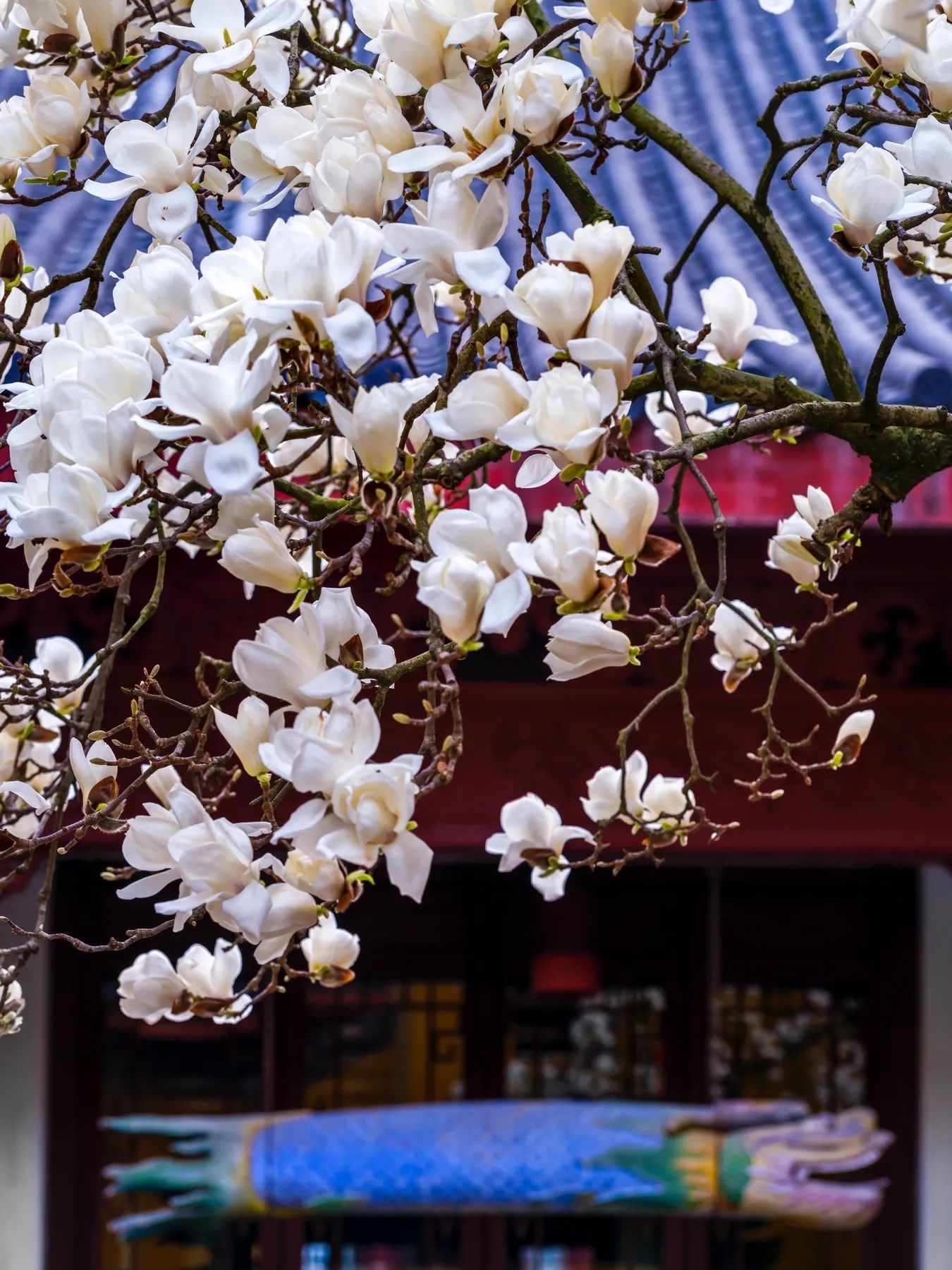 玉兰花壁纸头像,全部姓孙的玉兰花壁纸