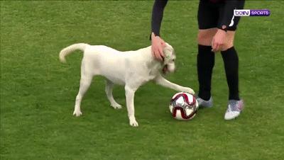 狗子突然冲进足球场，霸占足球中断比赛，但结局很可爱！