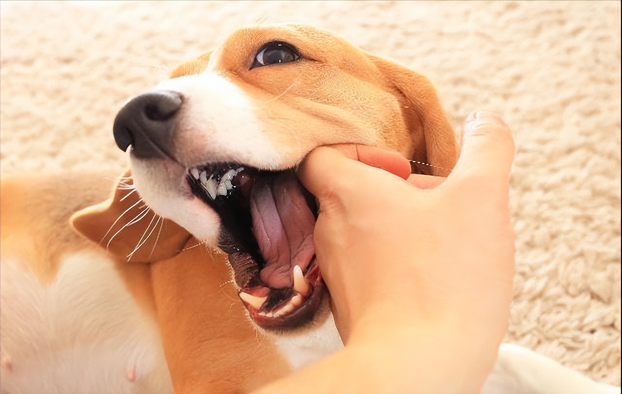 狗狗喜欢舔人是什么原因呢,狗狗总是舔爪子是什么原因