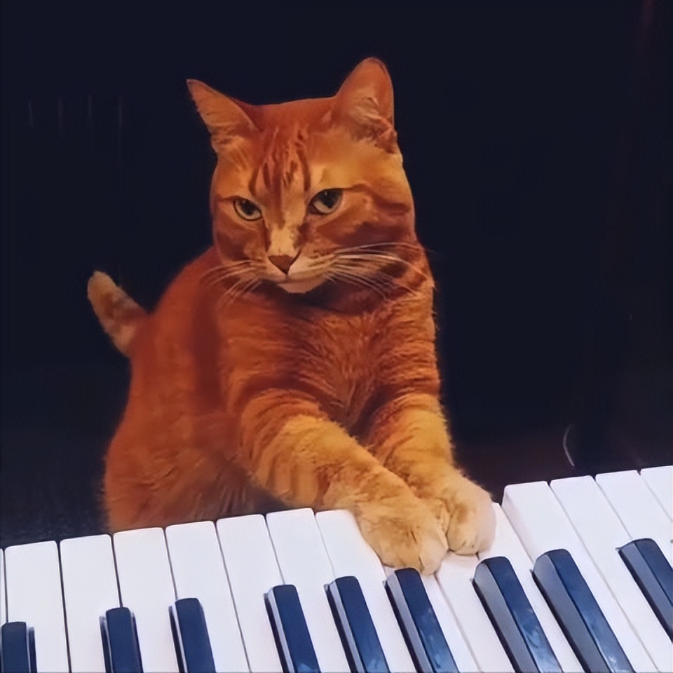 当猫咪过上人一样的生活,当猫和人一样生活