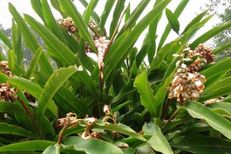 肉蔻与白豆蔻在香料中的区别,调料草寇和肉蔻有什么区别