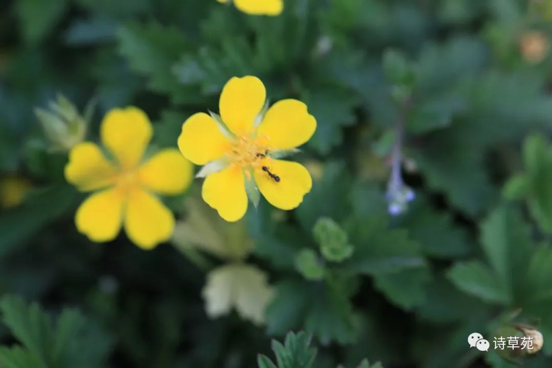 蚂蚁为什么晴天采蜜,蚂蚁在采蜜