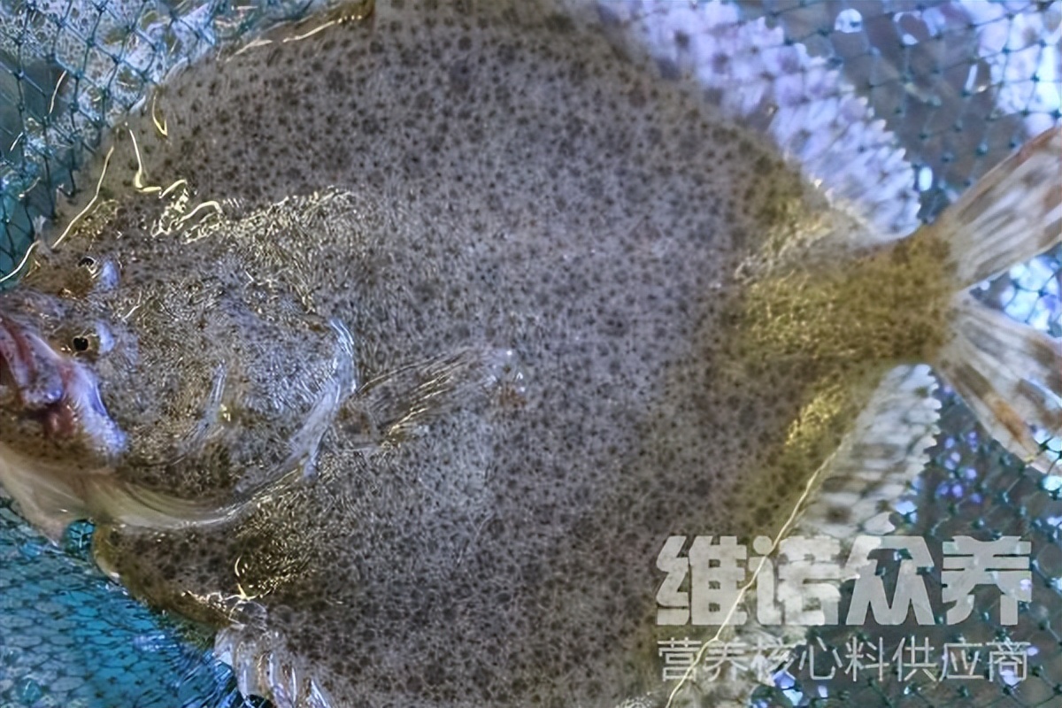 多宝鱼喂颗粒技巧,多宝鱼多大可以喂鲜饲料