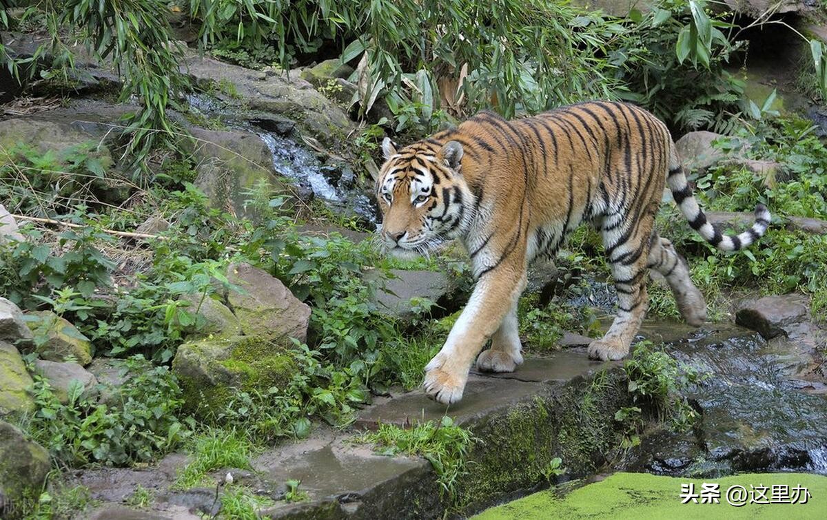 吉林珲春四只东北虎拦路,珲春路遇老虎