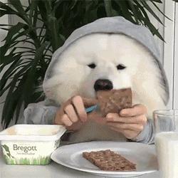 萨摩耶串串幼犬怎么挑选,萨摩耶如何判断是不是串串