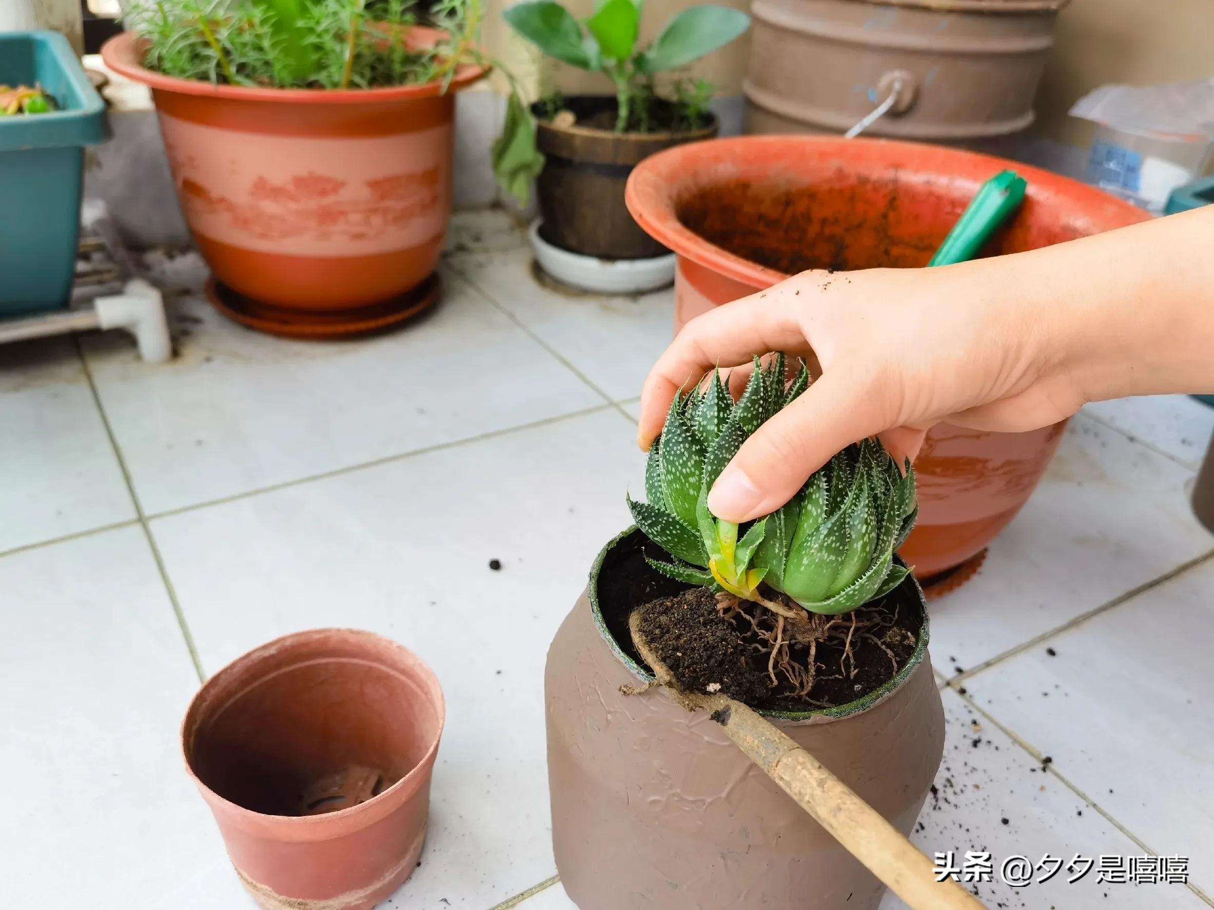 波露盆栽养殖方法,阳台种植稻谷视频