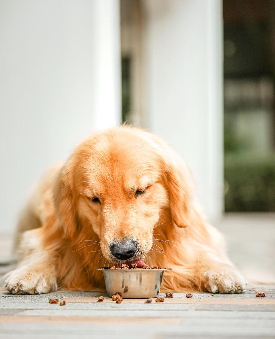 狗狗吃什么品种狗粮不上火,狗狗喂干狗粮好还是湿狗粮好