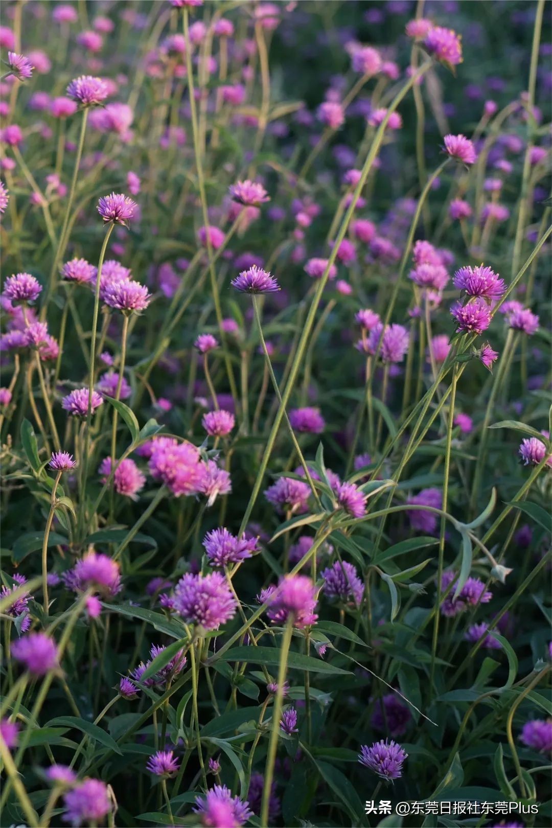 东莞可以看海和赏花的公园,东莞国庆看海游玩推荐