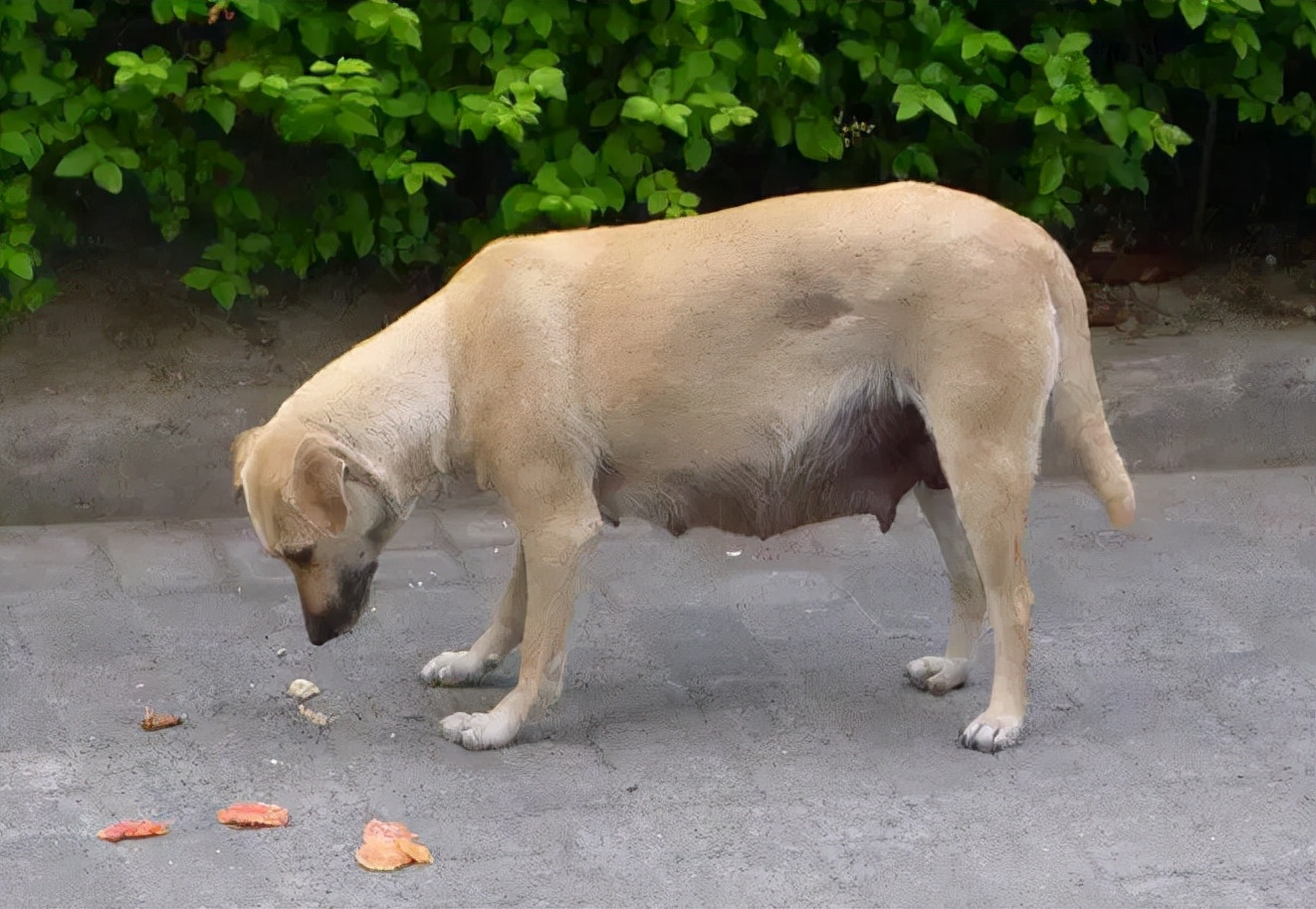 母狗的生理期怎么帮它度过,母狗生理期的养护
