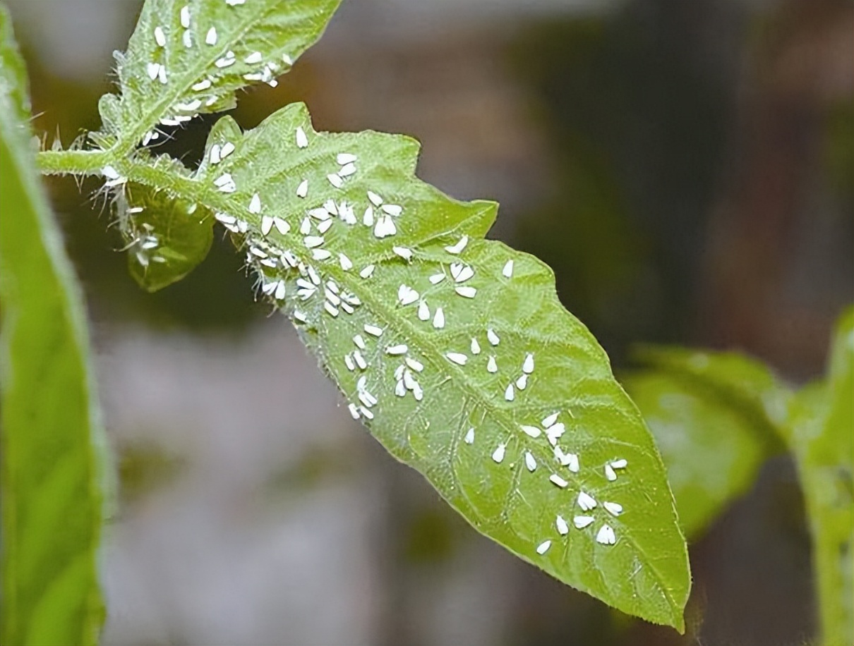 不想用农药治蚜虫见效快,不想种的花草怎么处理