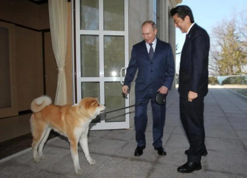普京到底有多喜欢狗,普京为啥这么多人喜欢他