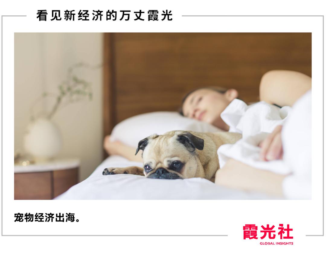 在北美，狗比人还“卷”？