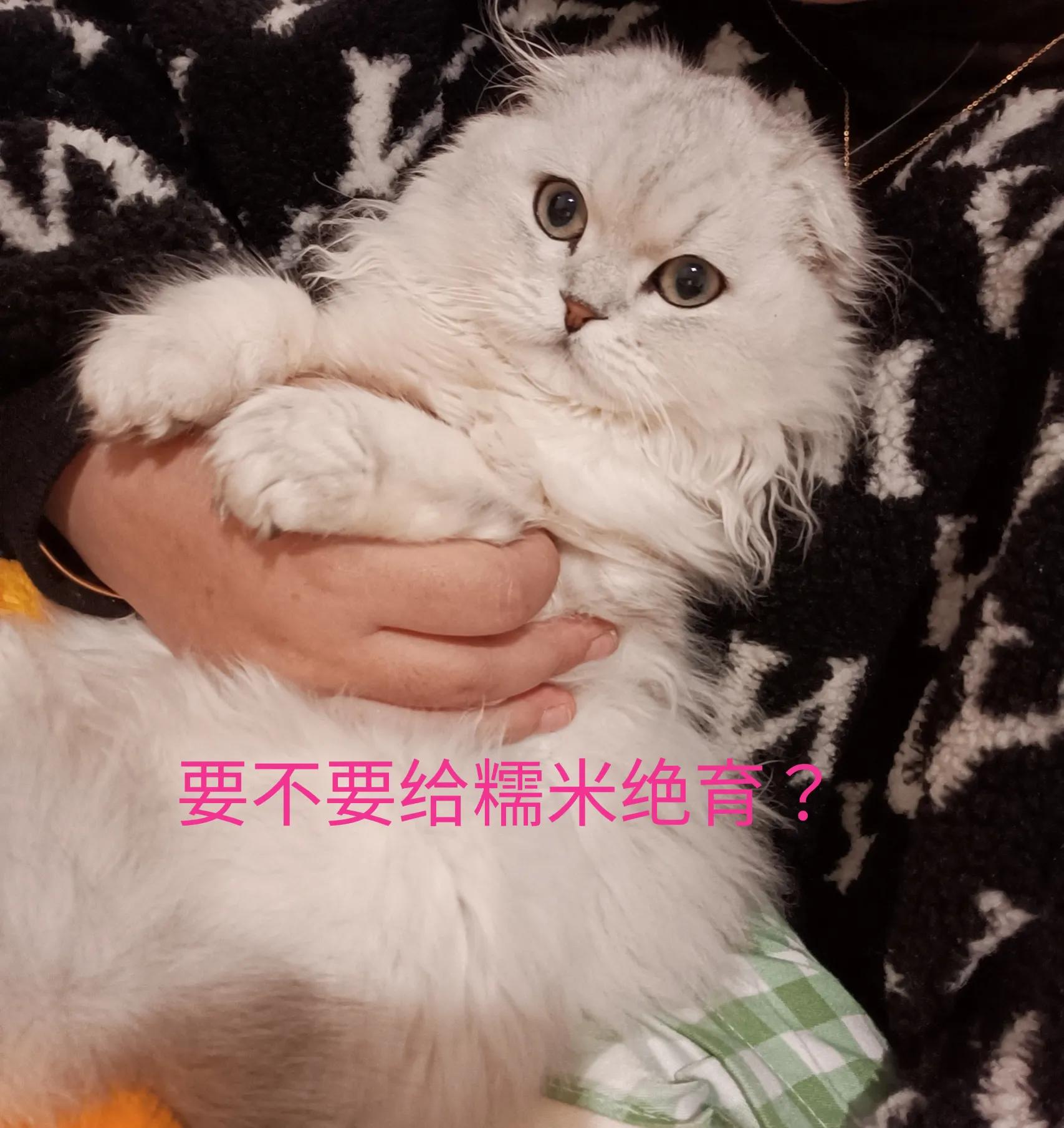 宠物绝育前，你需要知道的事