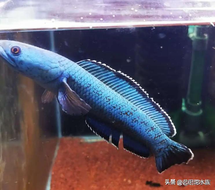 雷龙鱼常见病症以及治疗方法,黄金眼镜蛇雷龙常见疾病