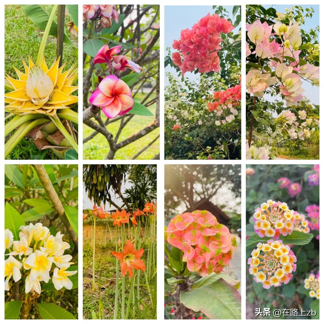 老挝万象塔銮湖,怎么去老挝万象