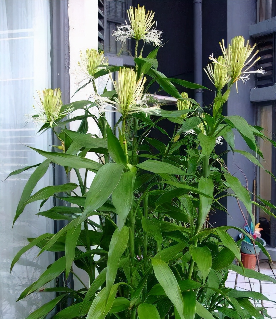 富贵竹养单不养双有这一说法吗,为什么富贵竹不可以乱养