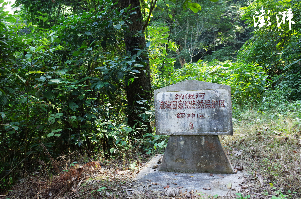 世界上体型最大的牛堪称牛魔王,体型最大的牛是什么牛