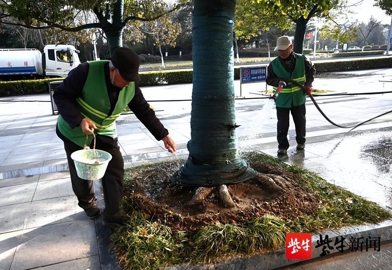 行道树补植方案,行道树病虫害防治标准