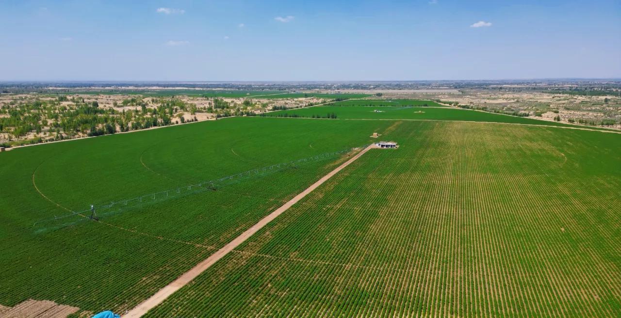 雁飞千里靠头雁的诗谁写的,雁飞千里靠头雁的意义