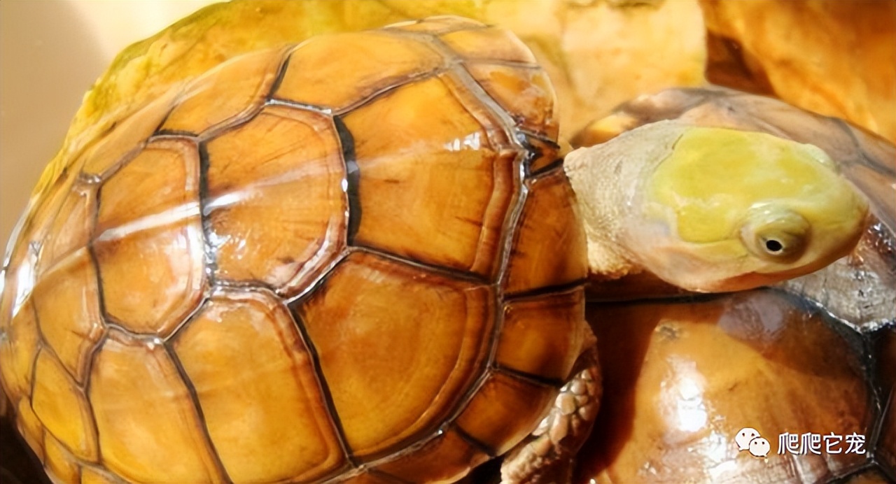 泥水养龟正确方法,泥水养龟教程必看