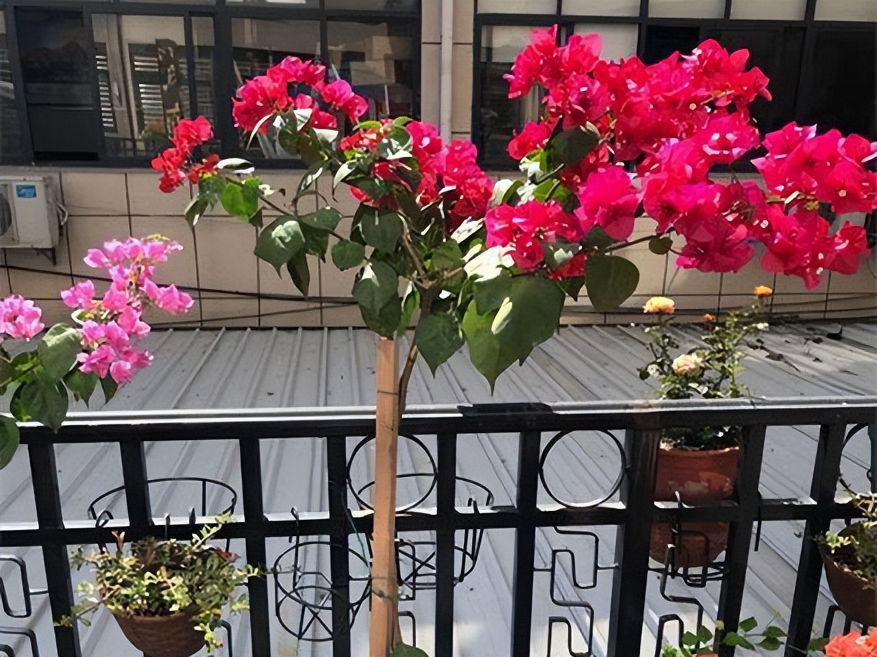 四季开花耐寒耐晒的花太阳花,耐热耐寒好养不需要阳光的花