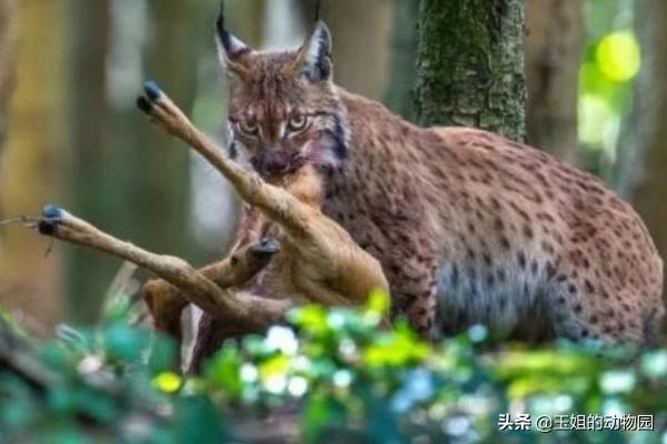 猞猁和雪豹谁厉害,猞猁大战狼群结果不敌狼群被杀死