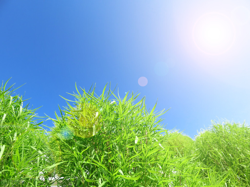 名字很土但很好吃的中国食物,名字不好听但却美味的野菜