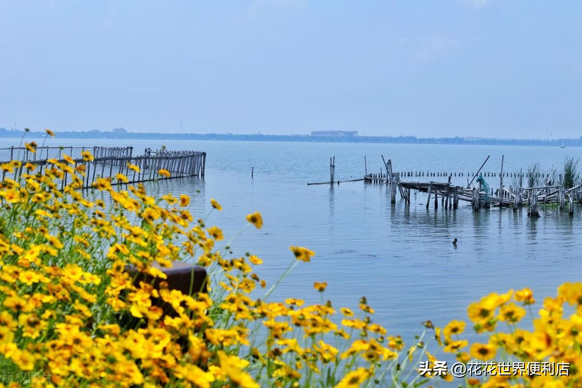 青浦城区和青浦新城板块有啥区别,上海五大新城青浦前景最好