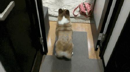 狗狗的屁是不是一股屎味,狗狗的屁有毒吗