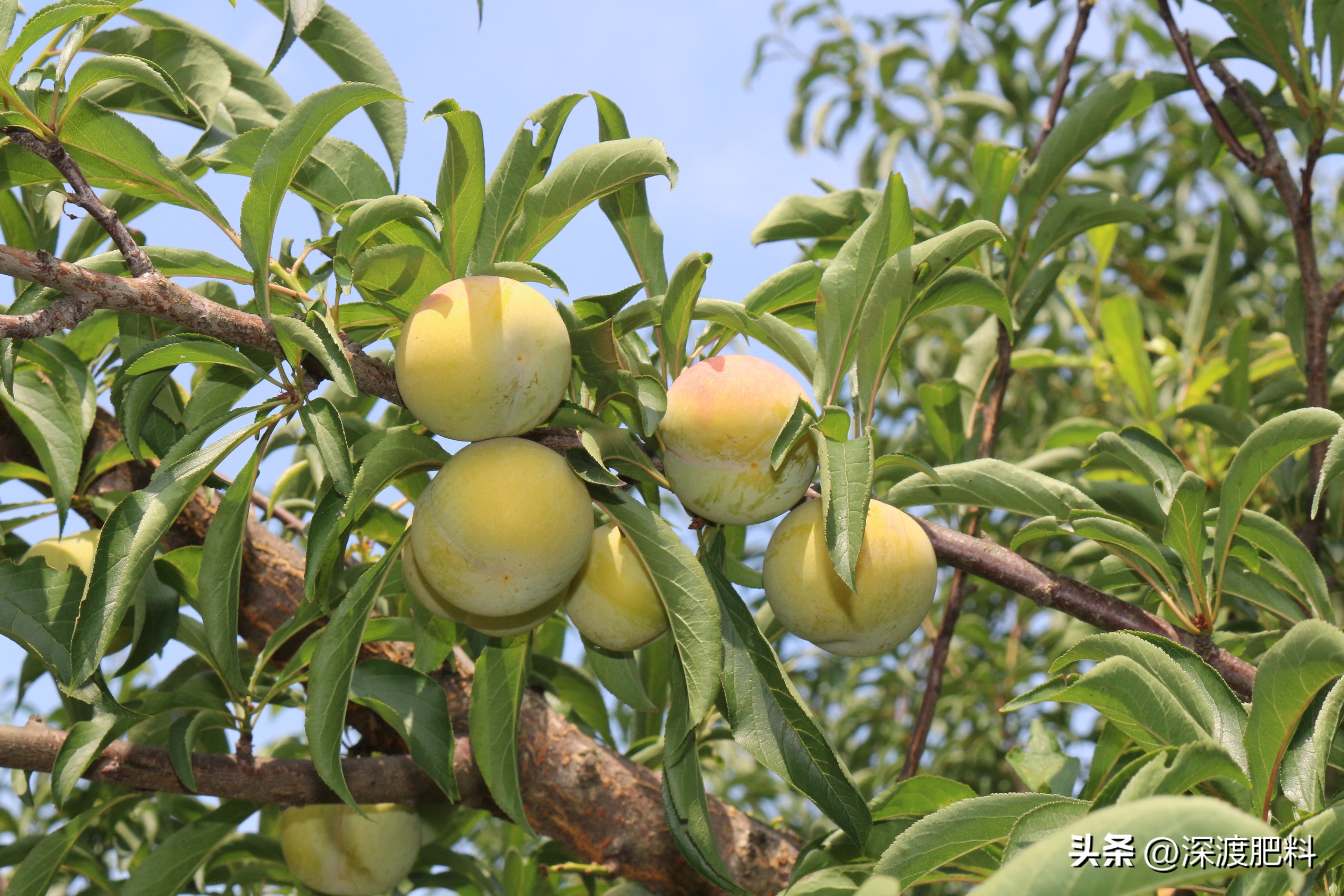李子树修剪全过程视频播放,唐老师李子树修剪技术视频