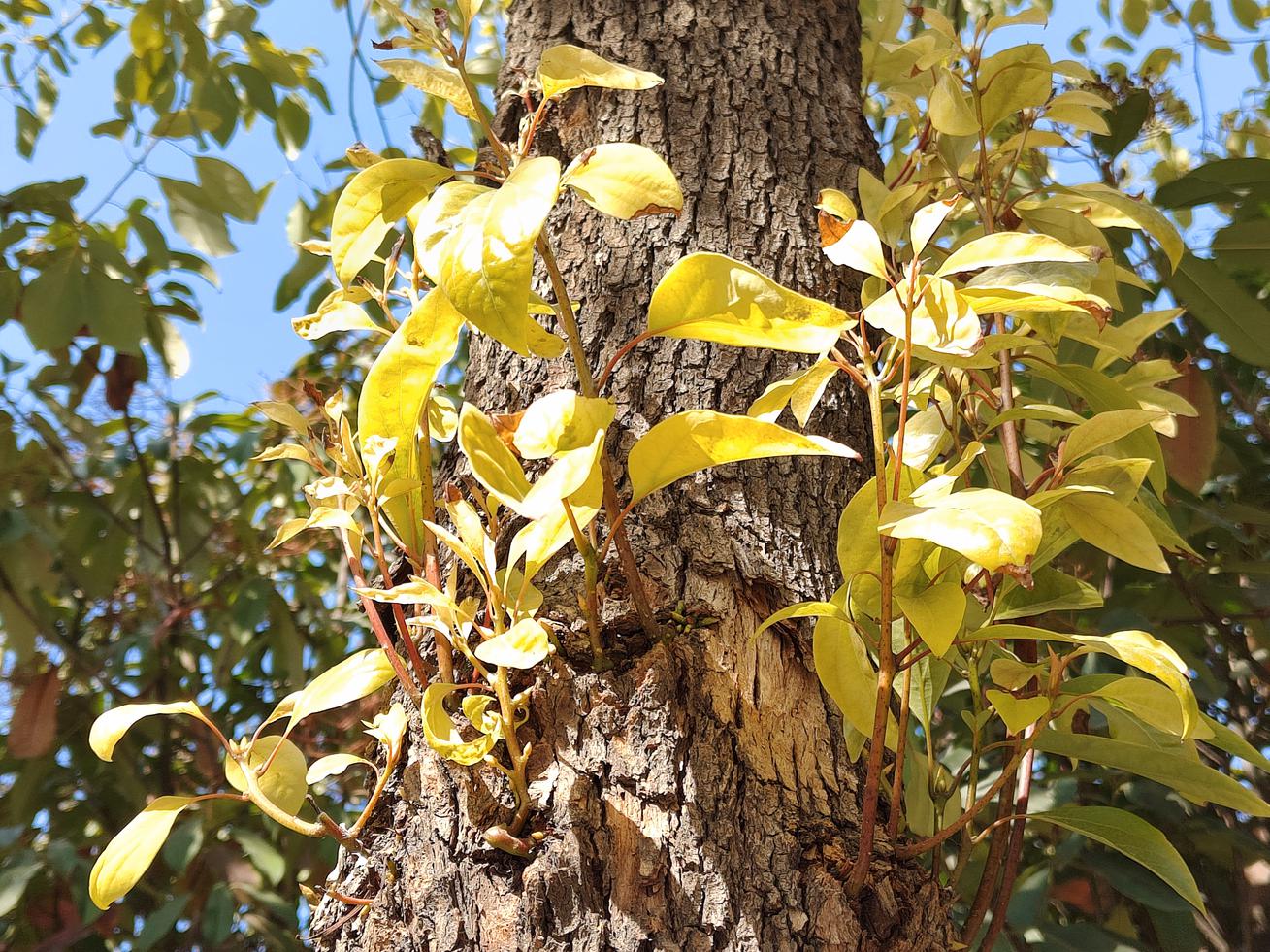 真我gtneo2t和真我gtneo闪速版,真我gtneo5将搭载240w快充