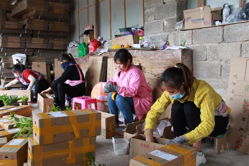 云南90后发家致富,云南90后回村网红