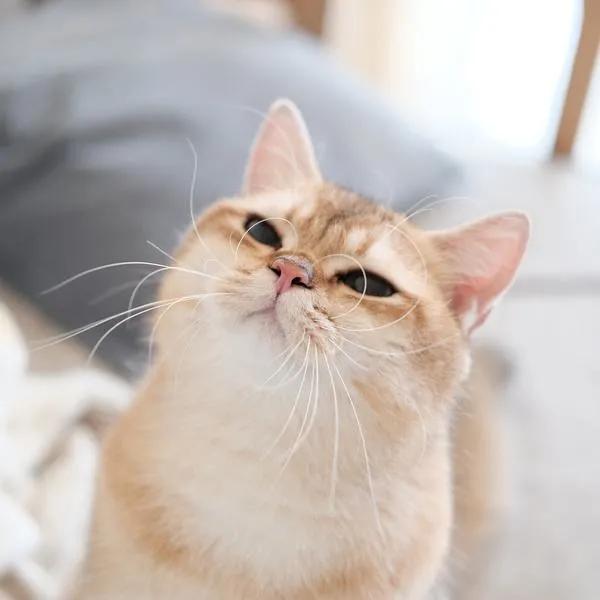 猫咪的胡子处长黑黑的东西,猫咪的胡子很长