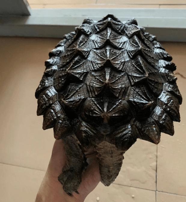 为什么鳄龟长大了背甲会变,鳄龟为什么养的背甲很大