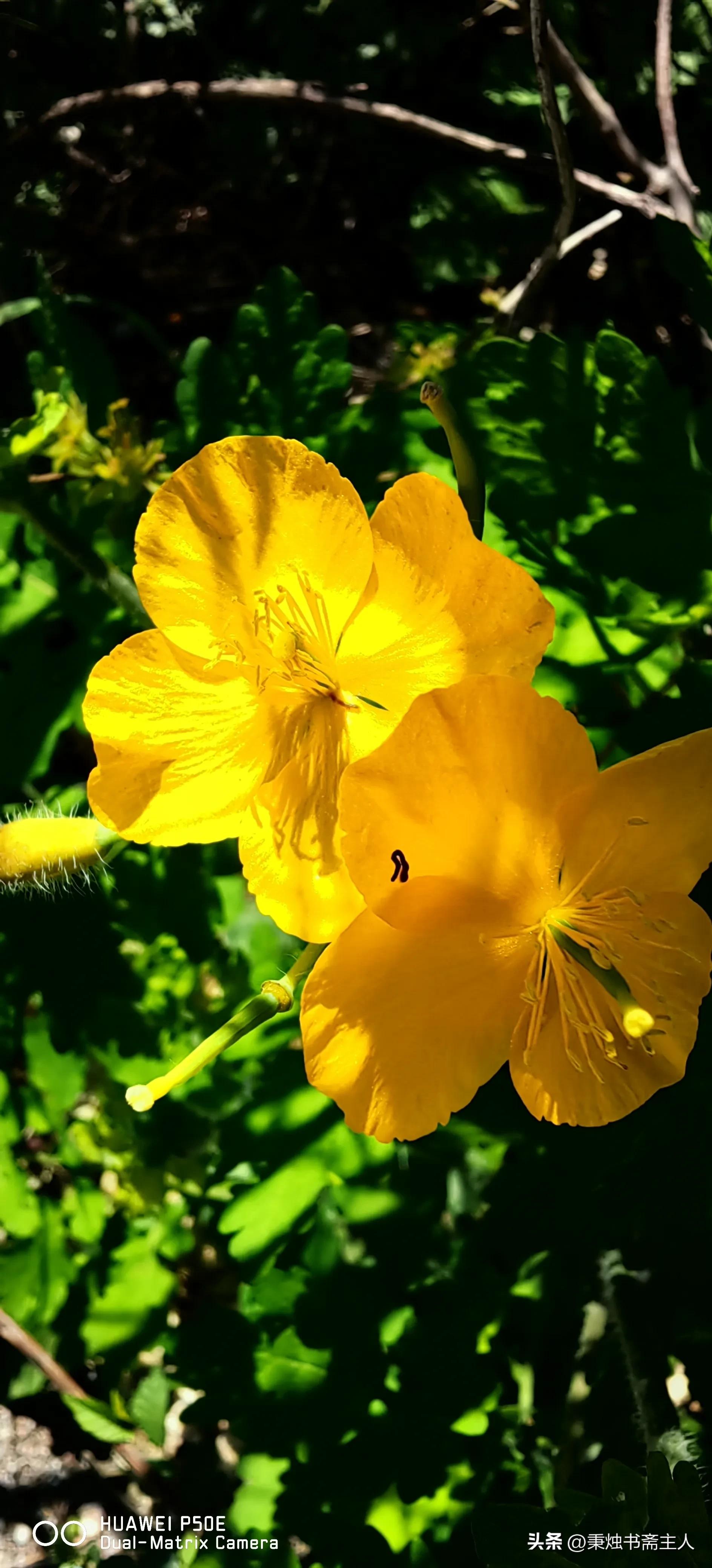 我的一点学书经验，或者说选帖经历——都是缘分