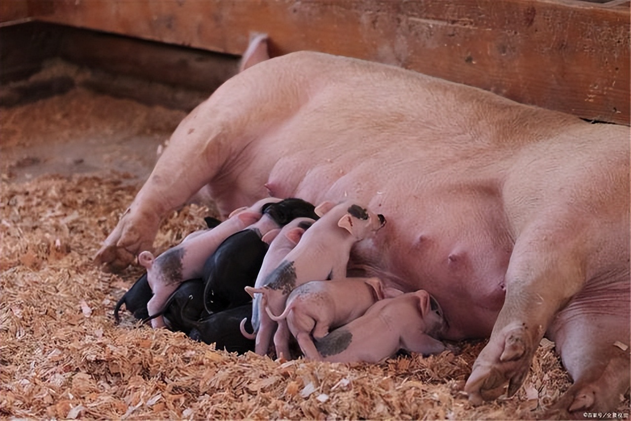 母猪下崽有死胎是什么原因造成的,母猪下猪仔出现死胎是什么原因