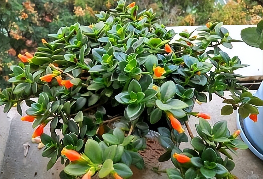 金鱼花养殖方法和注意事项有哪些,盆栽金鱼花的养殖方法和注意事项