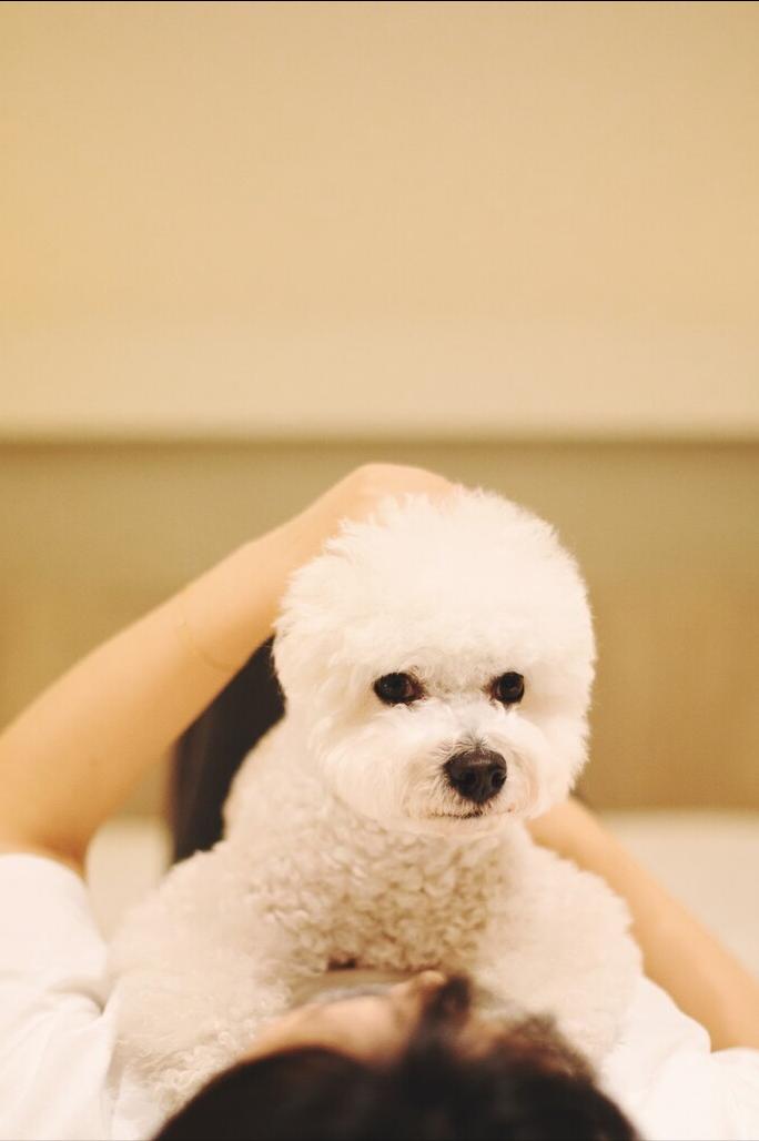 卷毛比熊犬的优缺点,花比熊犬的9大优缺点