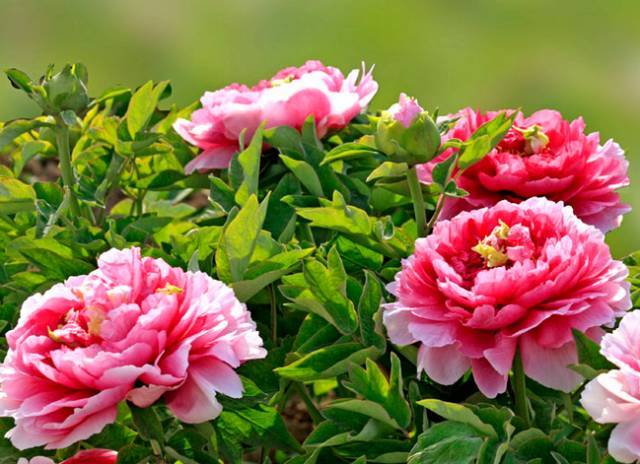 爱上一座城需要理由吗？欧阳修对洛阳的爱，蕴藏在一朵朵牡丹花中