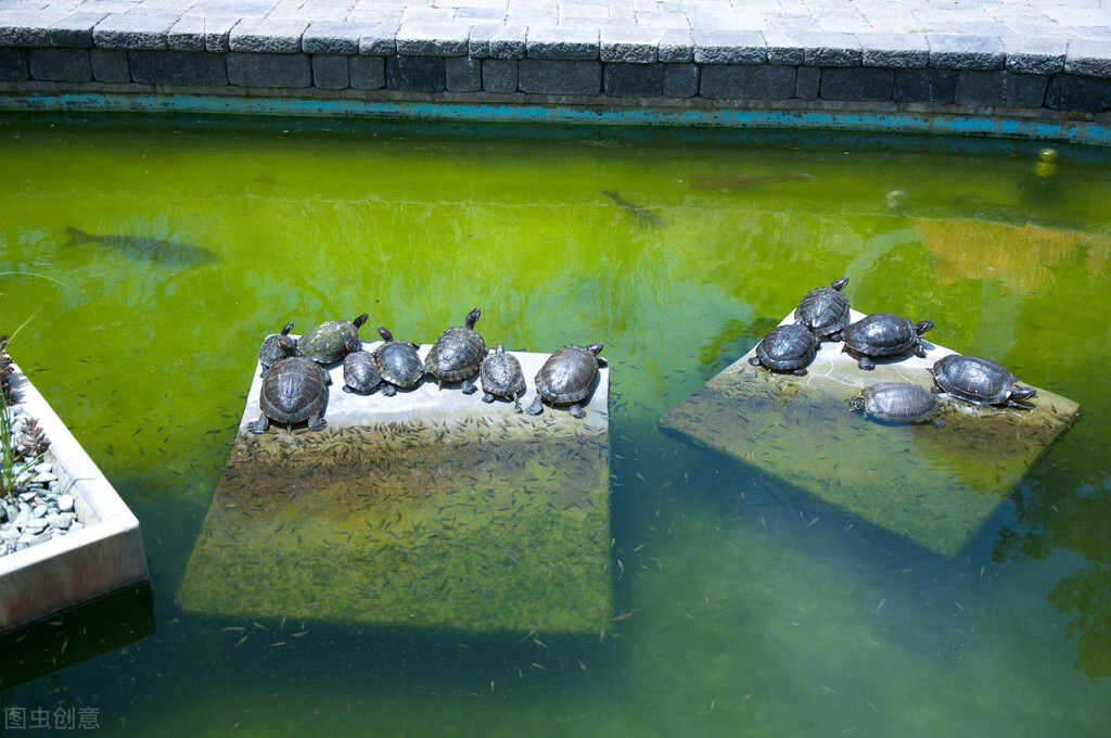 害怕乌龟爬出来怎么办,乌龟有腐皮自己会好吗