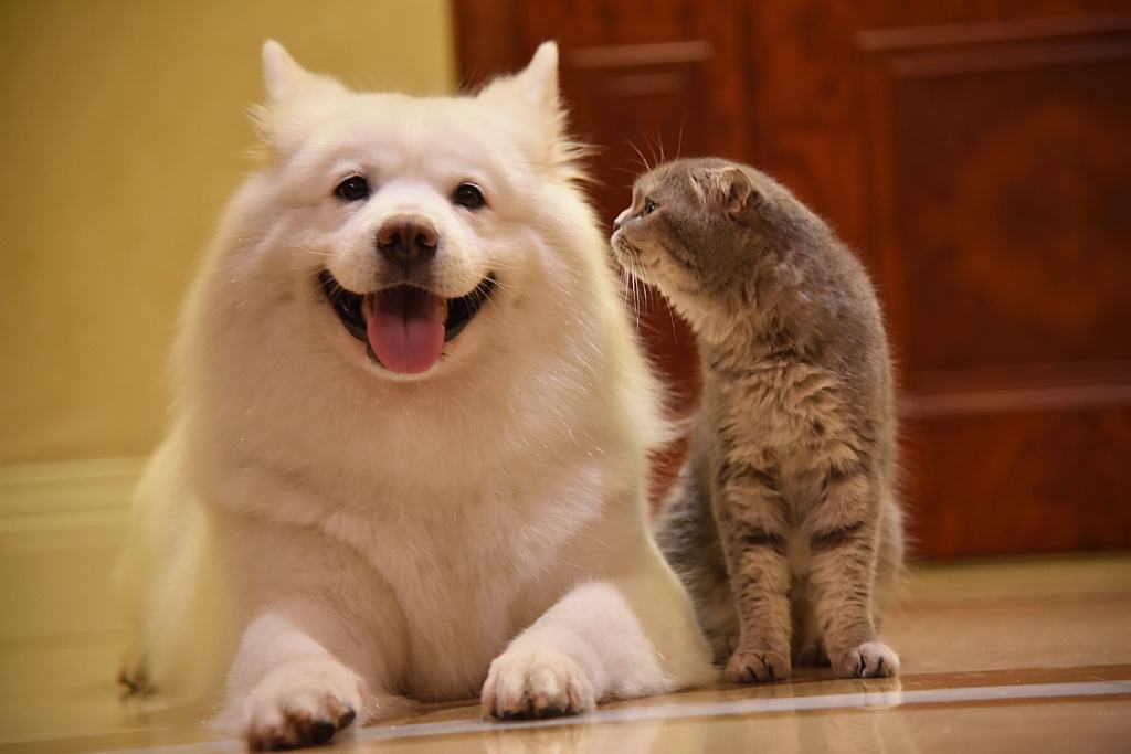 萨摩耶犬公的还是母的,萨摩耶犬怎么养才正确