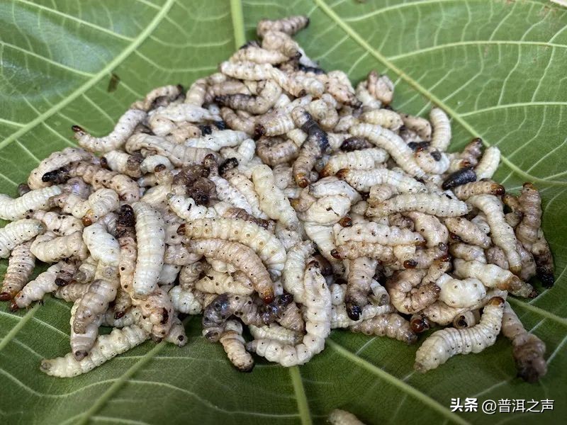 有一种味道叫普洱丨花吃够了，该吃虫了！