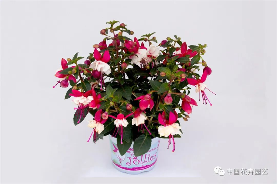 鑺卞崏鍝佺灞曠ず,鏂颁紭鑺卞崏鍝佺灞曠ず