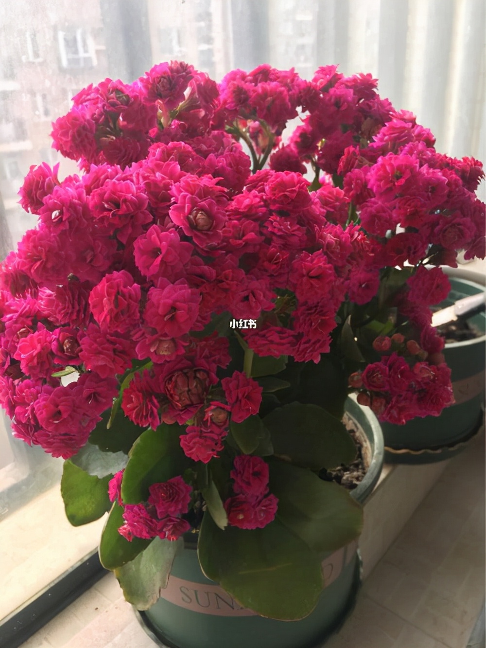 用酵母粉兑水浇花行吗,用酵母粉养花