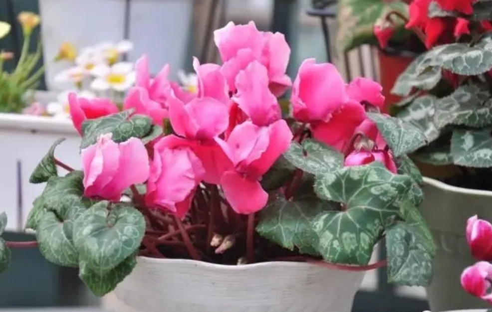 养仙客来怎么浇水,养花卉技巧仙客来