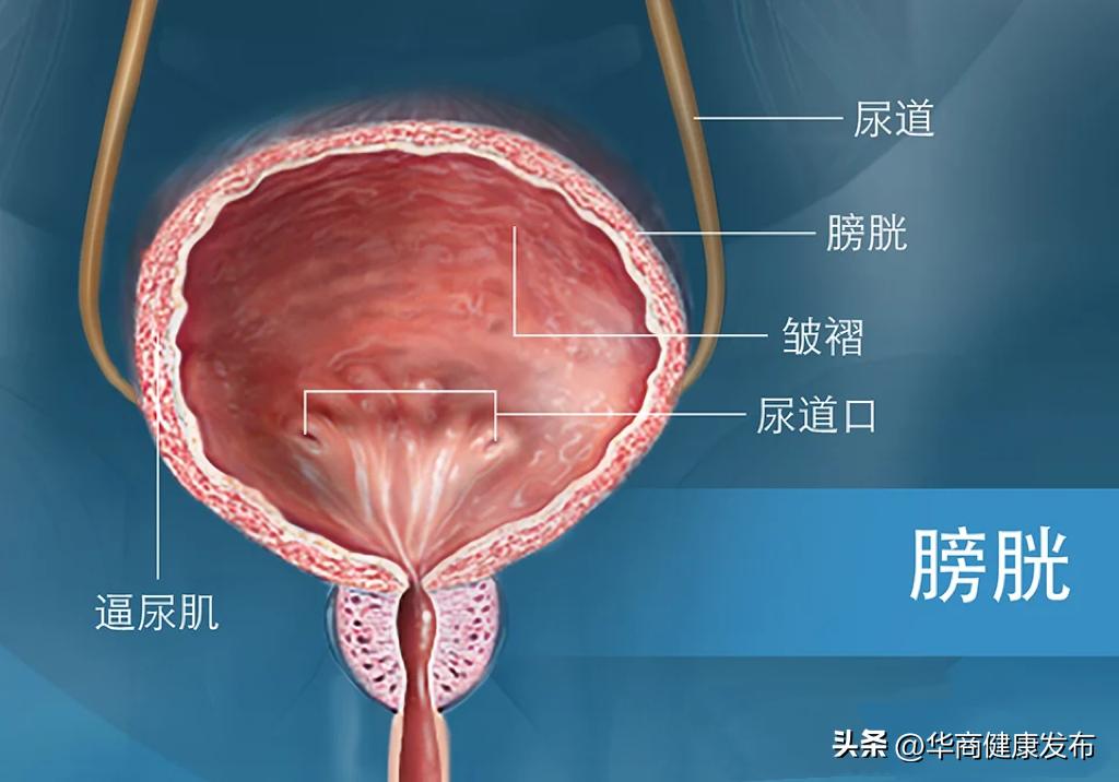 孕妇20分钟一泡尿怎么回事,孕妇总是憋很大一泡尿