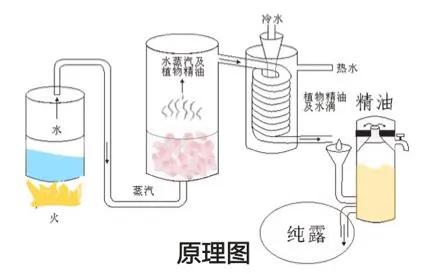 大马士革玫瑰纯露有用么,大马士革玫瑰纯露适用年龄