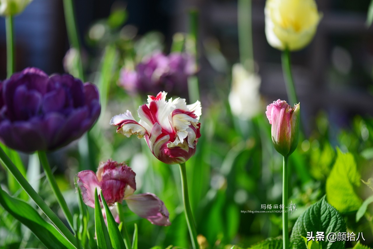 倏然而至的郁金香花季，第一波|园丁