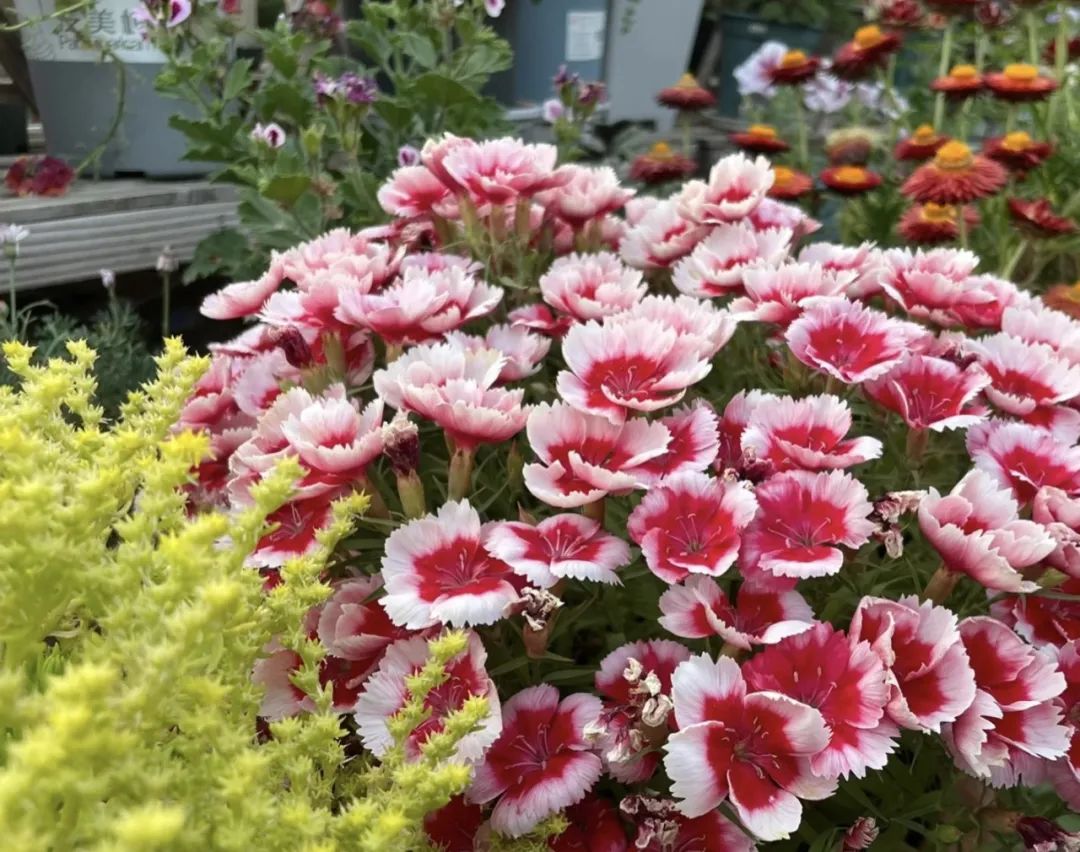 4个养花小窍门花越养越漂亮,懒人养花就选这10种花期长达8个月